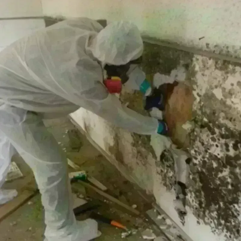 Mold Remediation and Removal in Locust Grove, GA